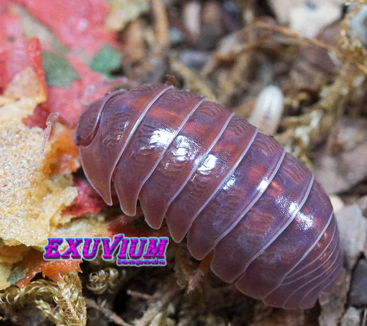Armadillidium vulgare orange vigor isopods for sale, in stock, available