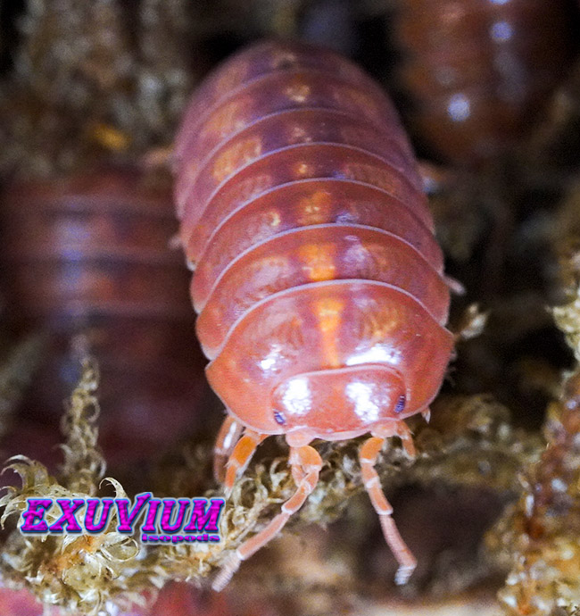 Armadillidium vulgare orange vigor isopods for sale, in stock, available
