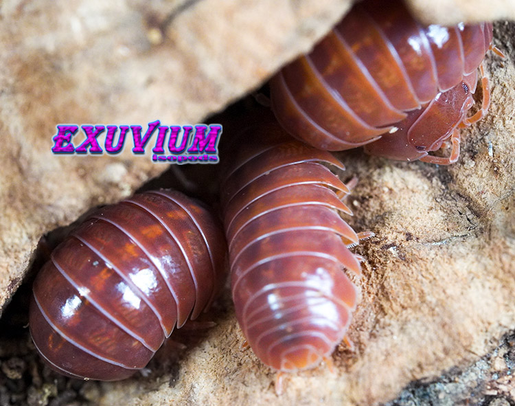Armadillidium vulgare orange vigor isopods for sale, in stock, available
