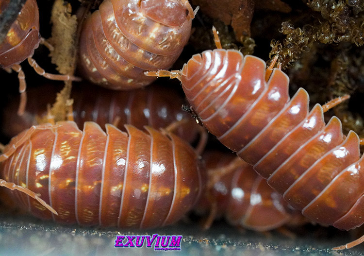 Armadillidium vulgare orange vigor isopods for sale, in stock, available