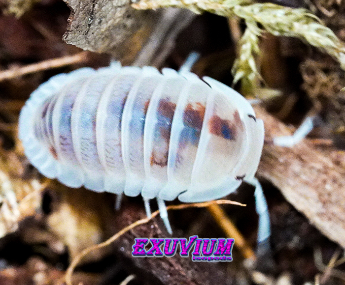 Cubaris murina Pearls, isopods for sale