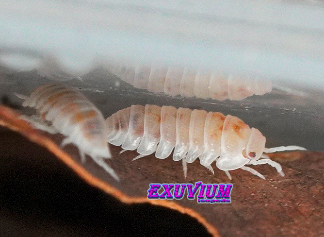 Cubaris murina pearls, isopods for sale, in stock, available
