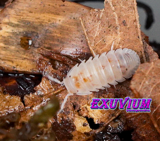Cubaris murina pearls, isopods for sale, in stock, available