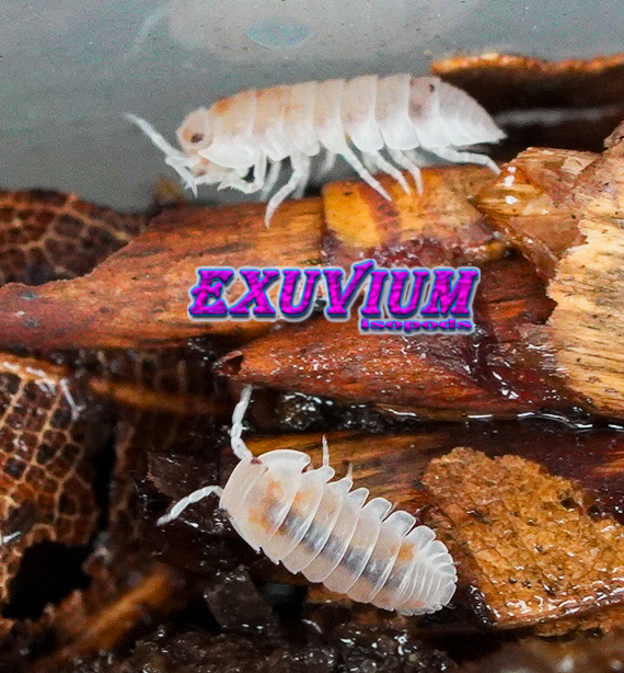 Cubaris murina pearls, isopods for sale, in stock, available