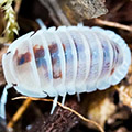 Cubaris murina pearls, isopods for sale