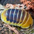 Cubaris spec Jupiter, isopods for sale