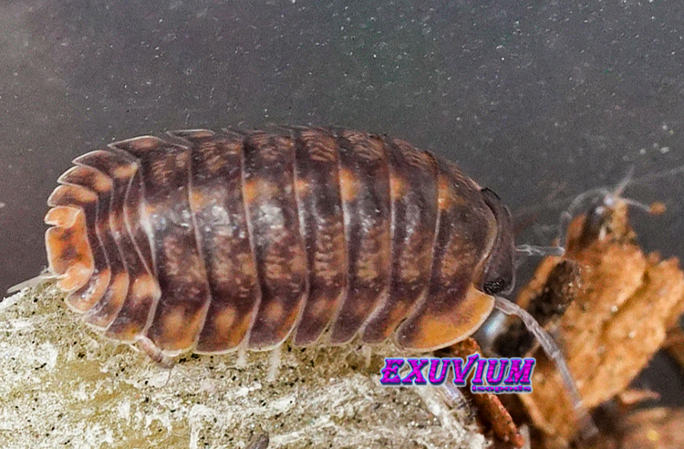 Cubaris dark phipun, tiger, isopods for sale, in stock, available
