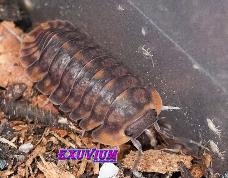 Cubaris dark phipun, tiger, isopods for sale, in stock, available
