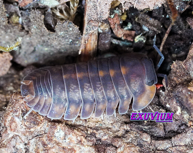 Cubaris dark phipun, tiger, isopods for sale, in stock, available