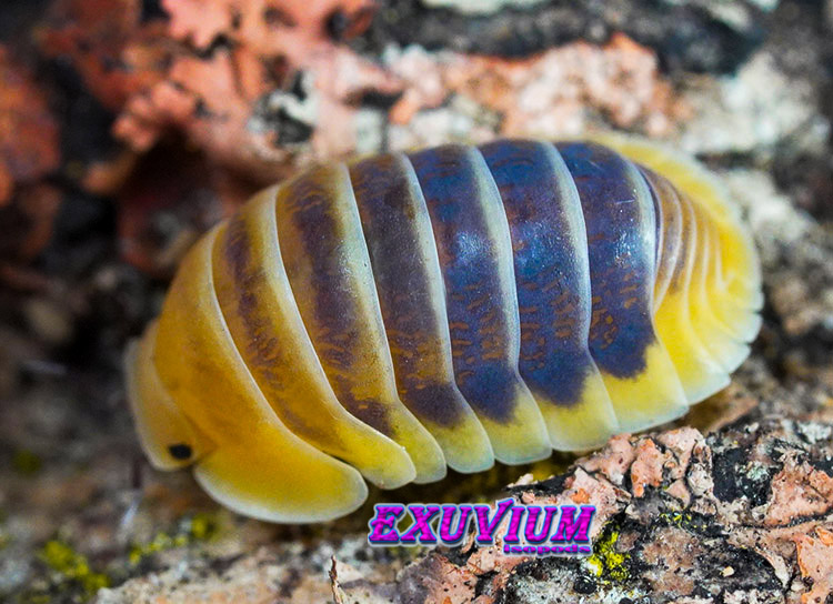 Cubaris spec Jupiter high contrast, HC, Thailand isopod, isopods for sale, in stock, available