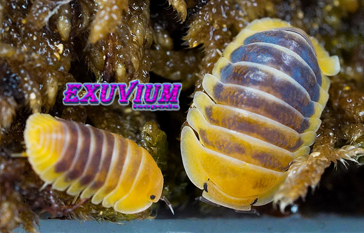Cubaris spec Jupiter high contrast, HC, Thailand isopod, isopods for sale, in stock, available
