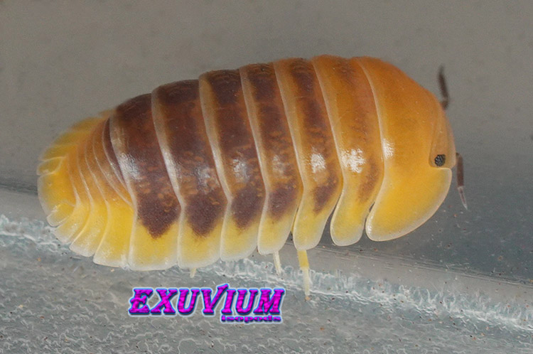 Cubaris spec Jupiter high contrast, HC, Thailand isopod, isopods for sale, in stock, available