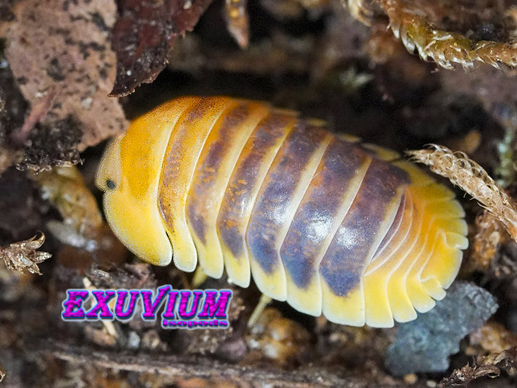 Cubaris spec Jupiter high contrast, HC, Thailand isopod, isopods for sale, in stock, available