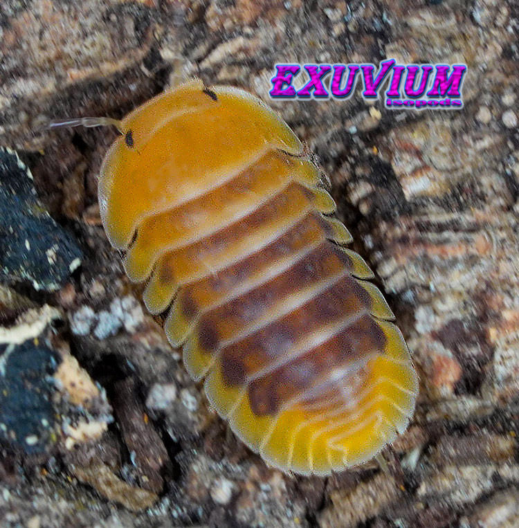 Cubaris spec Jupiter high contrast, HC, Thailand isopod, isopods for sale, in stock, available