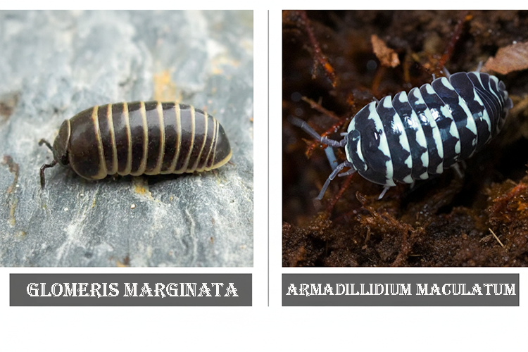 The mimic strategy mechanism of the Armadillidium maculatum isopods, mimicking a different species to avoid getting eaten. isopod mimicry, Batesian mimicry
