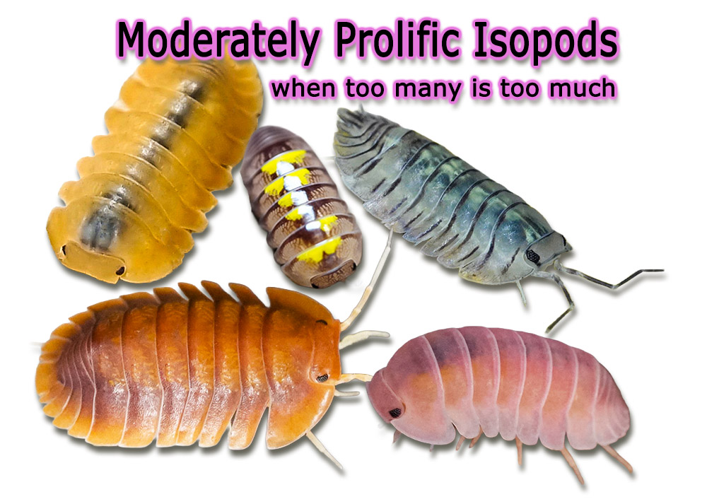 list of moderately prolific isopods for beginners on keeping isopods