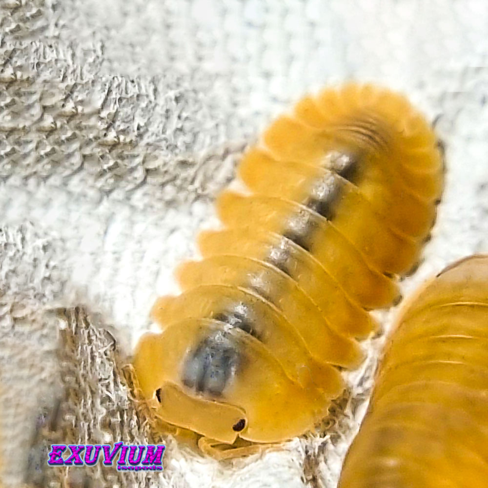 Cubaris spec Orange Freezy, isopods for sale, in stock, available