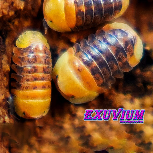 Cubaris spec rubber ducky, isopods for sale, available, in stock