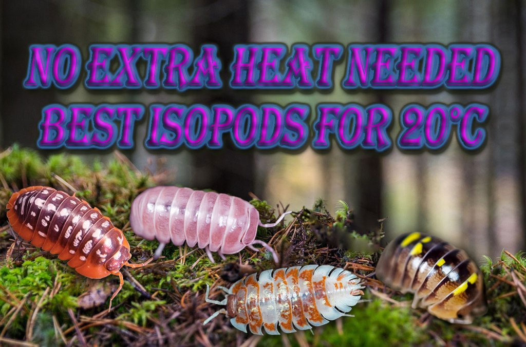 No extra heat needed-main banner