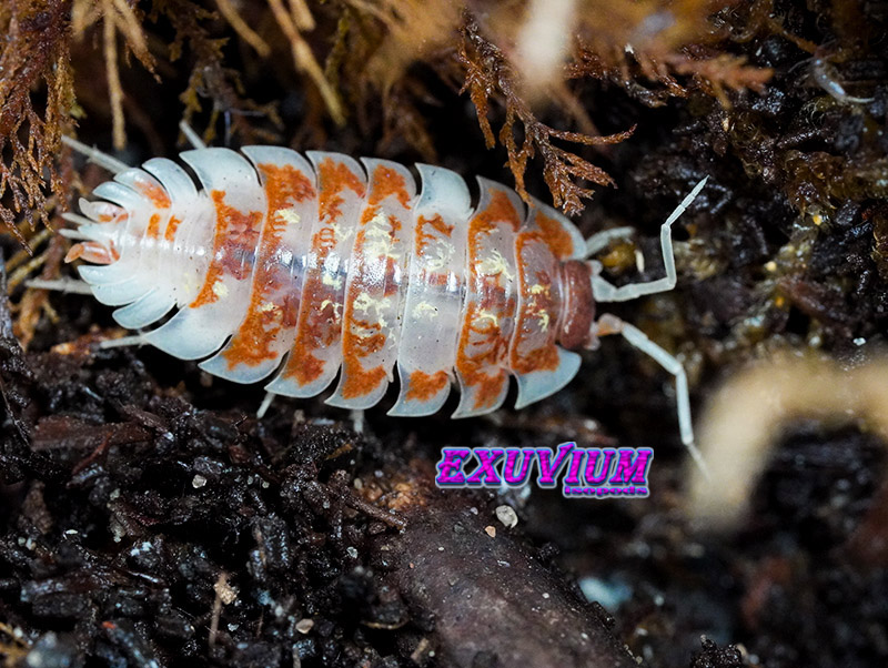 Oniscus asellus Orange Mardi Gras, isopods for sale, in stock, available