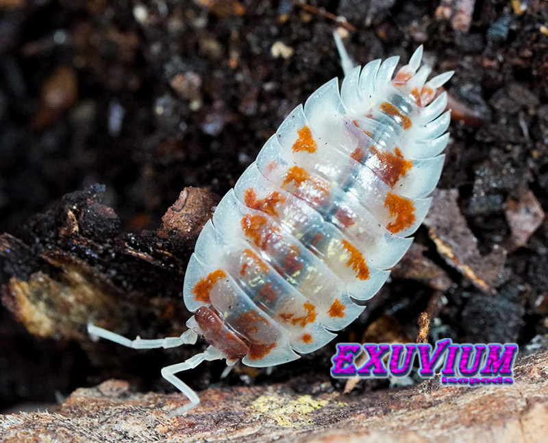 Oniscus asellus Orange Mardi Gras