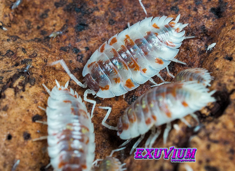 Oniscus asellus Orange Mardi Gras