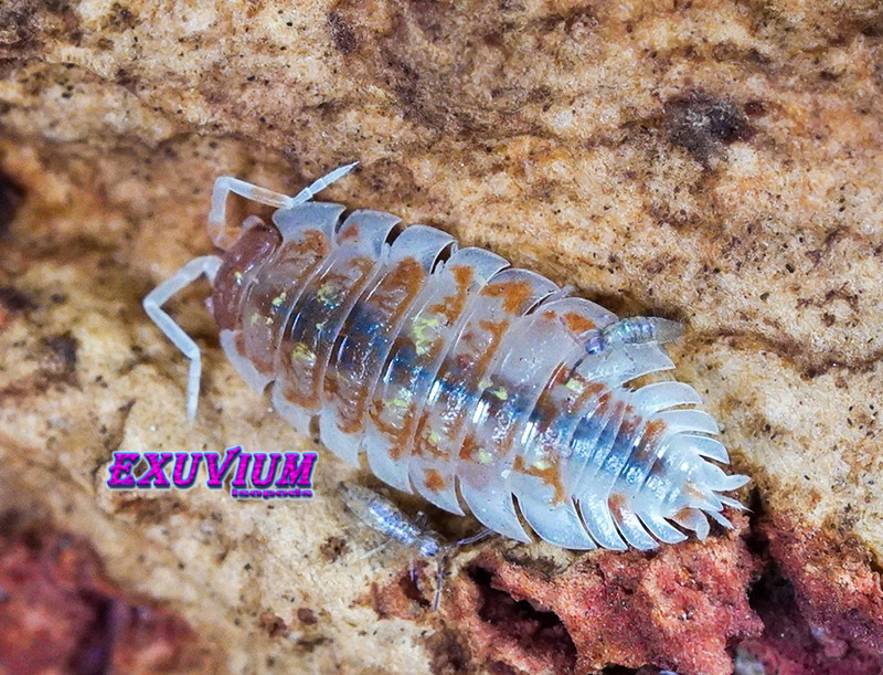 Oniscus asellus Orange Mardi Gras