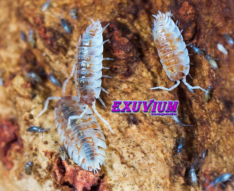 Oniscus asellus Orange Mardi Gras