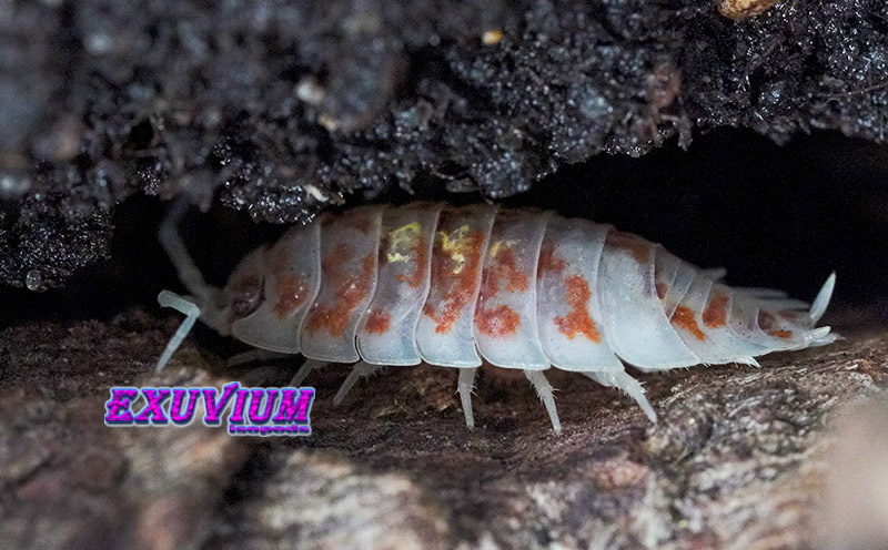 Oniscus asellus Orange Mardi Gras