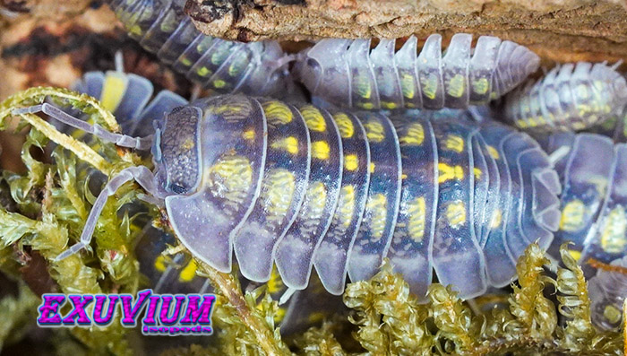 Armadillidium granulatum Lemon, isopods for sale, available, in stock