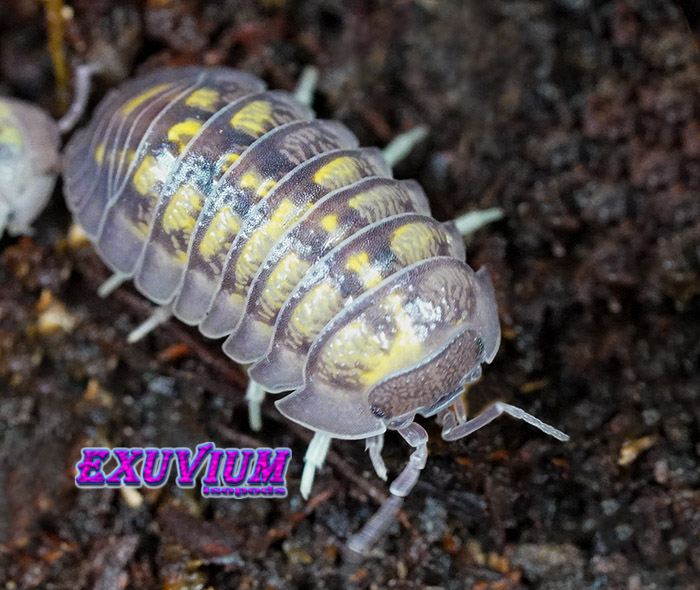 Armadillidium granulatum Lemon