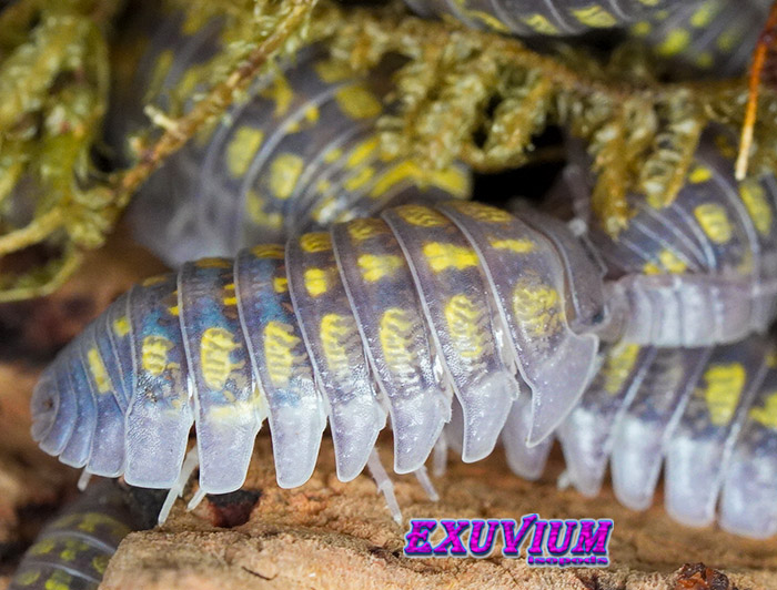 Armadillidium granulatum Lemon