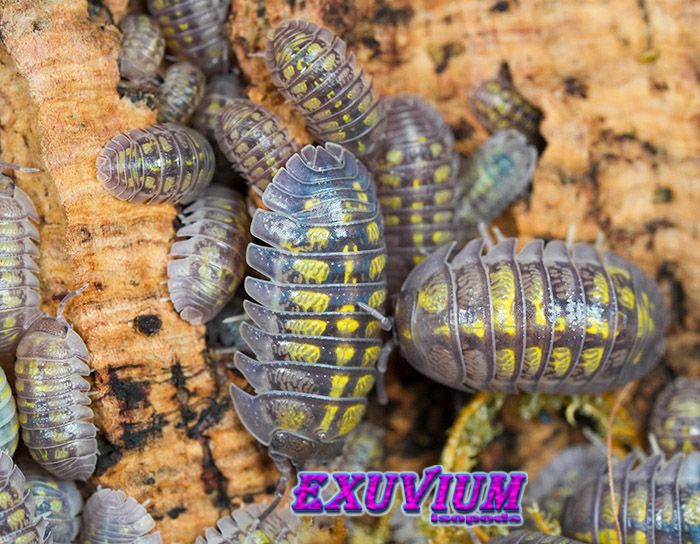 Armadillidium granulatum Lemon
