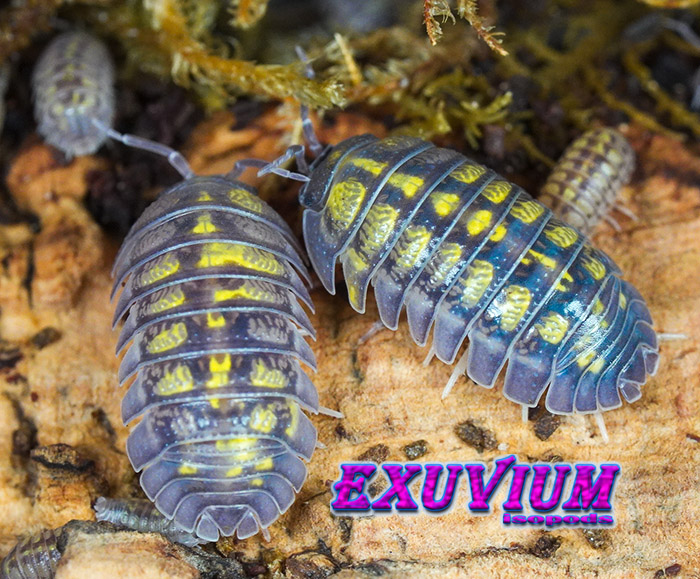 Armadillidium granulatum Lemon