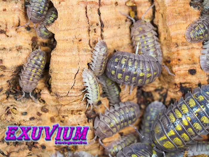 Armadillidium granulatum Lemon
