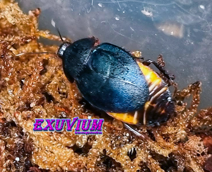 Eucorydia yasumatsui, with its common name Sapphire Flower Cockroach is a beautiful SE Asian species. Pet roach, in stock, available