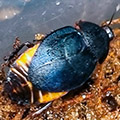 Eucorydia dasytoides, roaches for sale