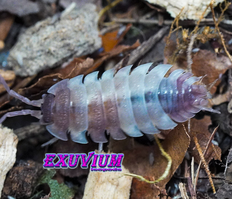 Porcellio scaber Pink Phantom, Pink Pied. World's first pink pied scaber morph