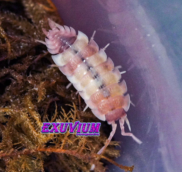 Porcellio scaber Pink Phantom, photo #2
