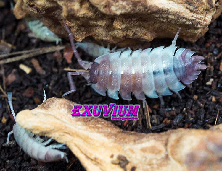 Porcellio scaber Pink Phantom, photo #3