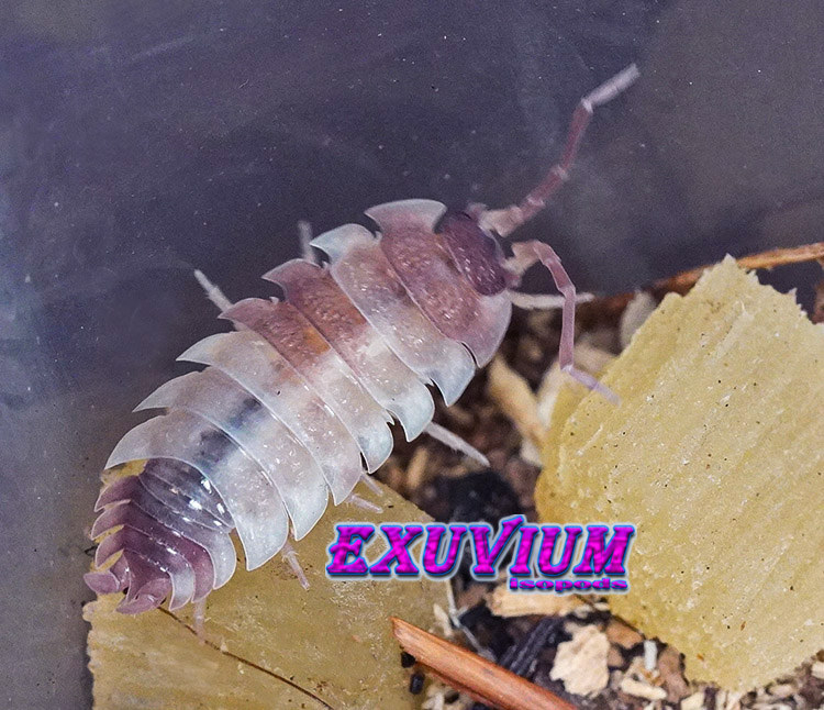 Porcellio scaber Pink Phantom, photo #4