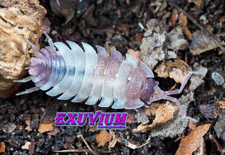 Porcellio scaber Pink Phantom, photo #5