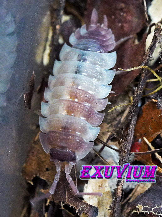 Porcellio scaber Pink Phantom, photo #6
