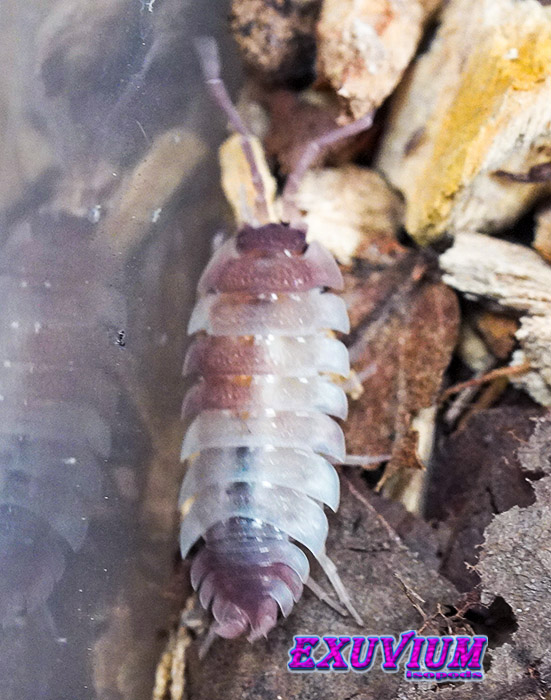 Porcellio scaber Pink Phantom, photo #7