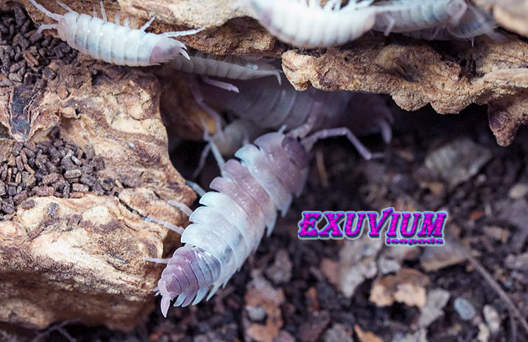 Porcellio scaber Pink Phantom, photo #8