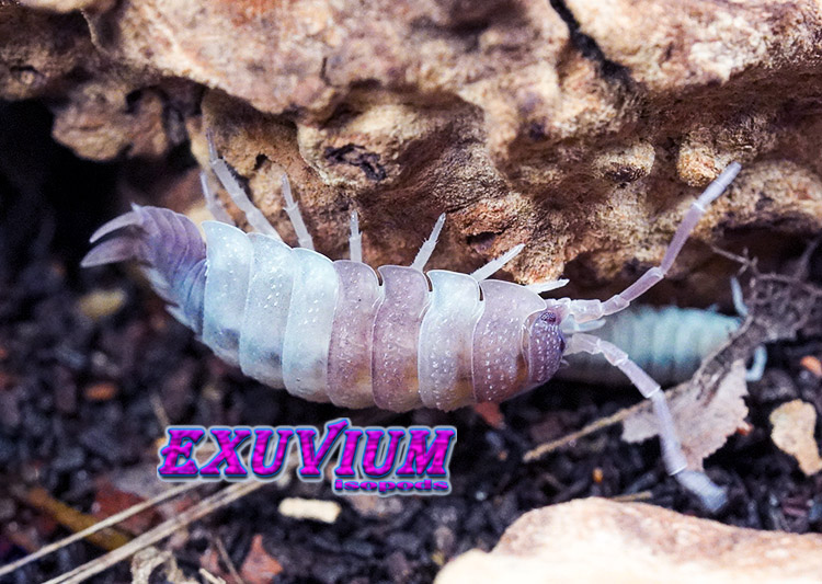 Porcellio scaber Pink Phantom, photo #9