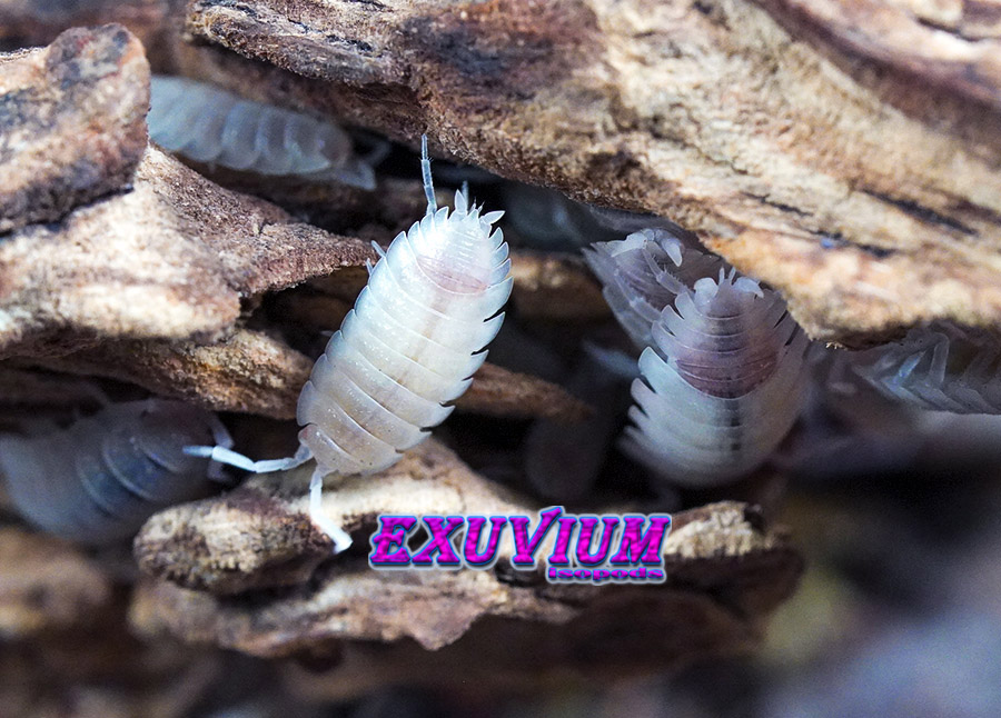 Porcellio scaber Pink Phantom, photo #10