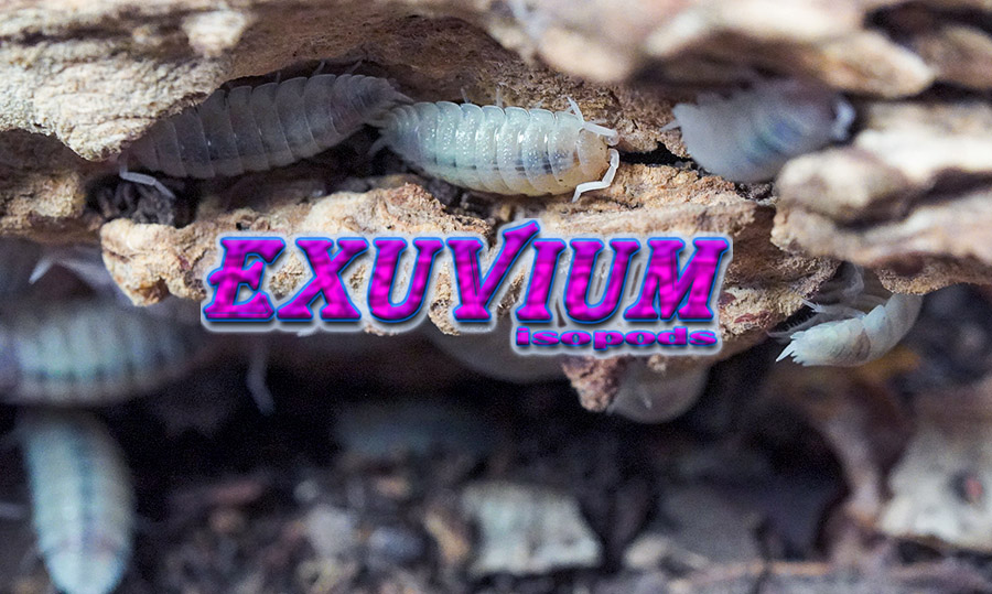 Porcellio scaber Pink Phantom, photo #11