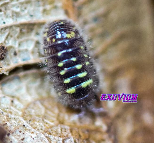 Trichodillidium pubescens, Common Hairy Pill Woodlouse, Fluffy Corfu, isopods for sale, in stock, available