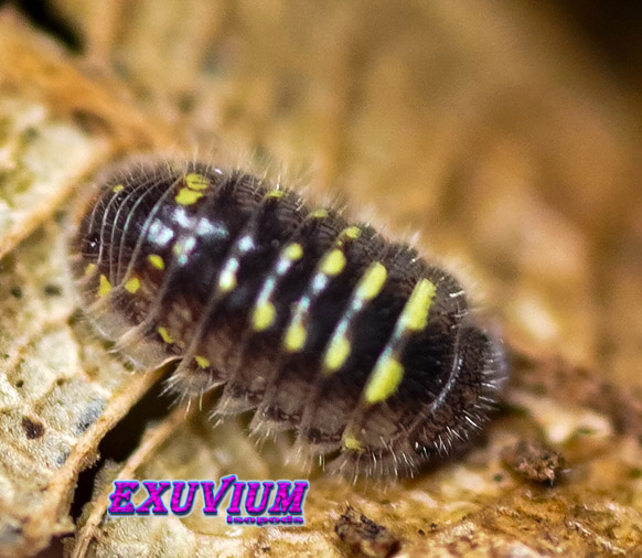 Trichodillidium pubescens